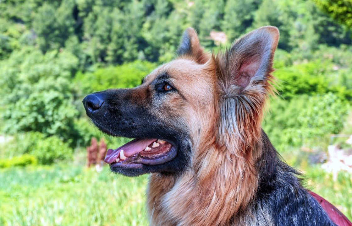 A german shepherd dog