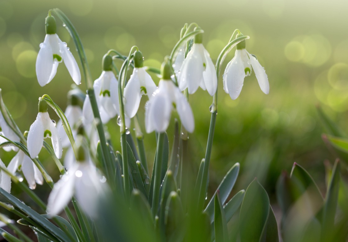 Snowdrops in a field