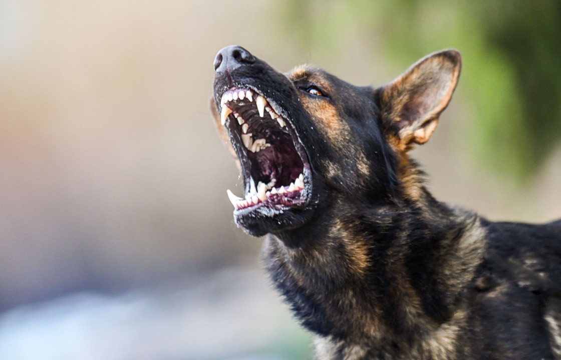 German Shepherd dog baring its teeth